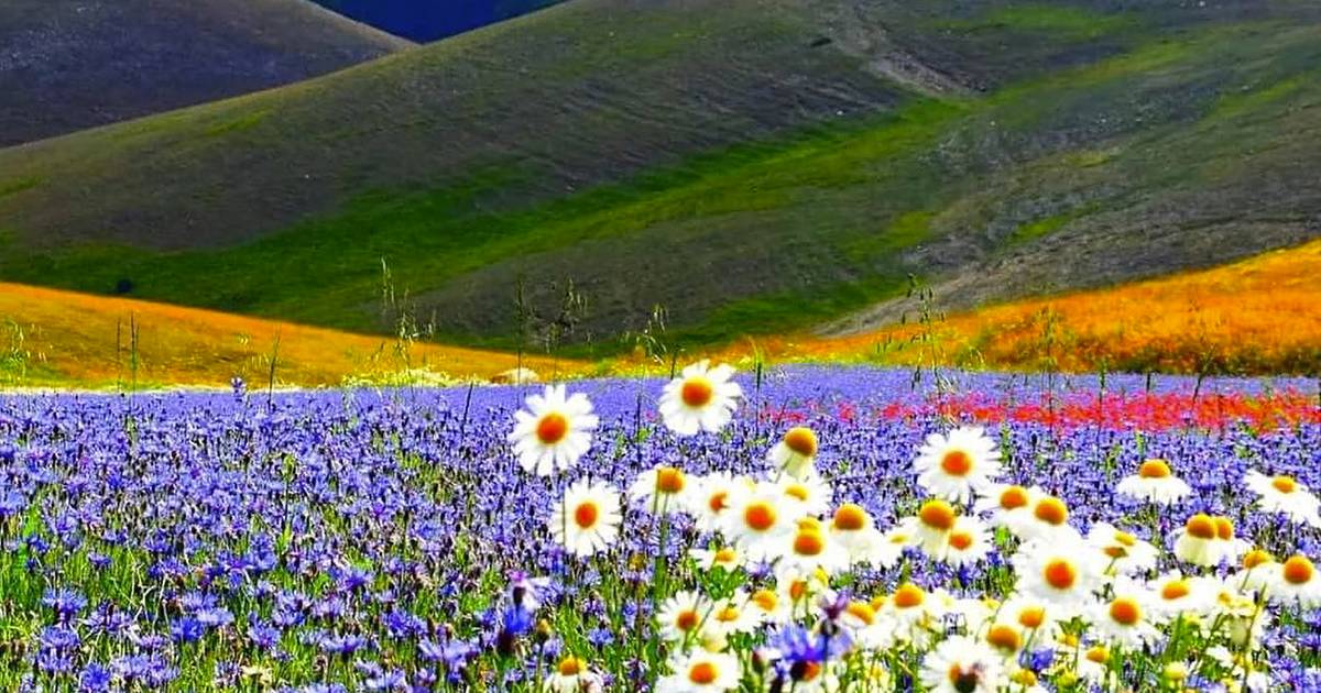 Castelluccio di Norcia: la fioritura che incanta il mondo, ecco tutti i segreti per vederla