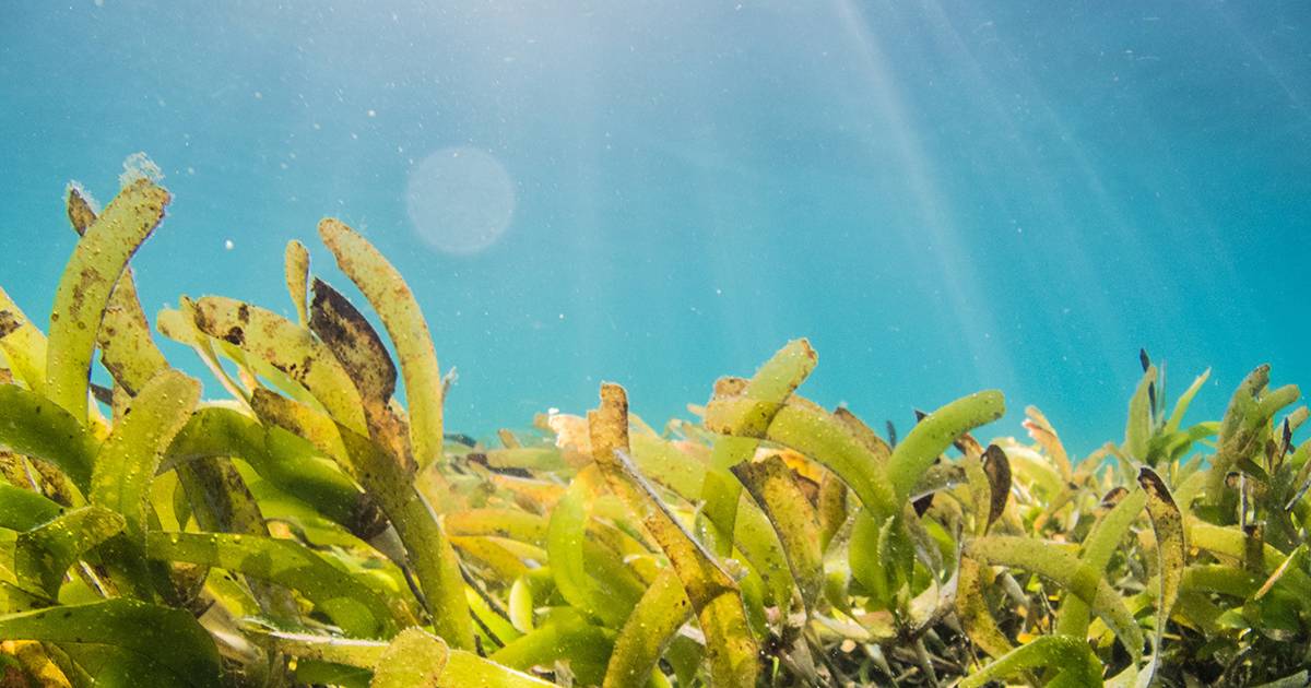 Capri: un team di scienziate sub sta ripristinando la foresta di alghe andata distrutta