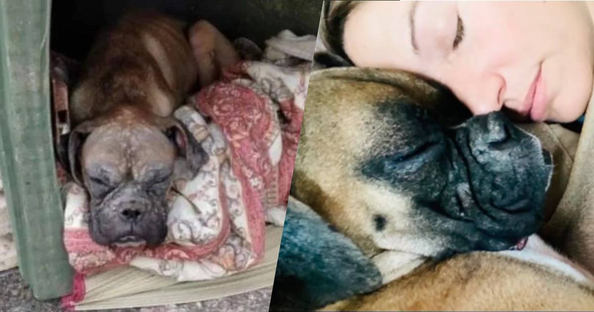 Abbandonata in discarica la trasformazione di Imai ora cane per la ricerca di persone scomparse