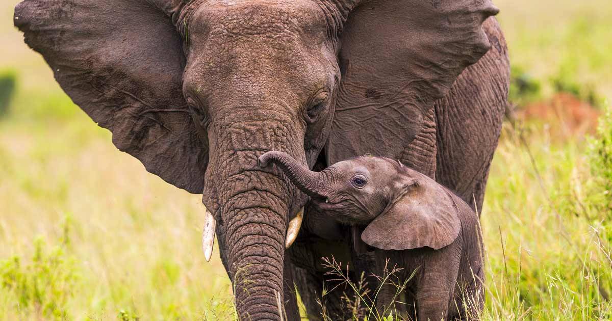 Giornata mondiale dell’elefante: la specie sempre più minacciata dal bracconaggio