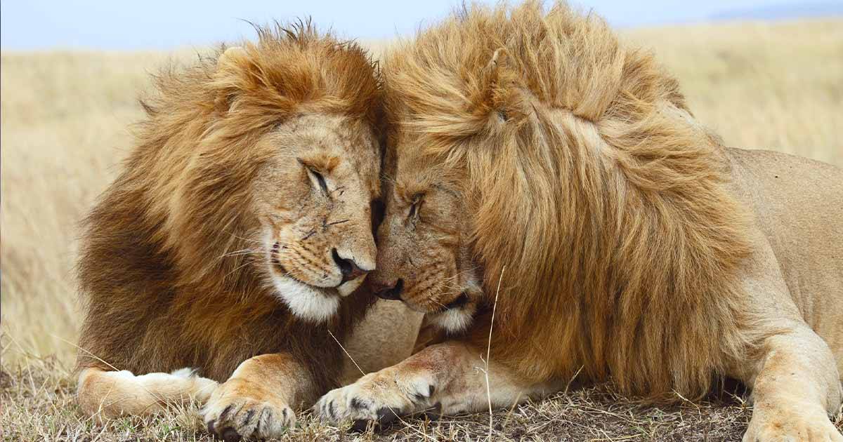 Giornata mondiale del leone nel mondo sempre meno esemplari lallarme del WWF