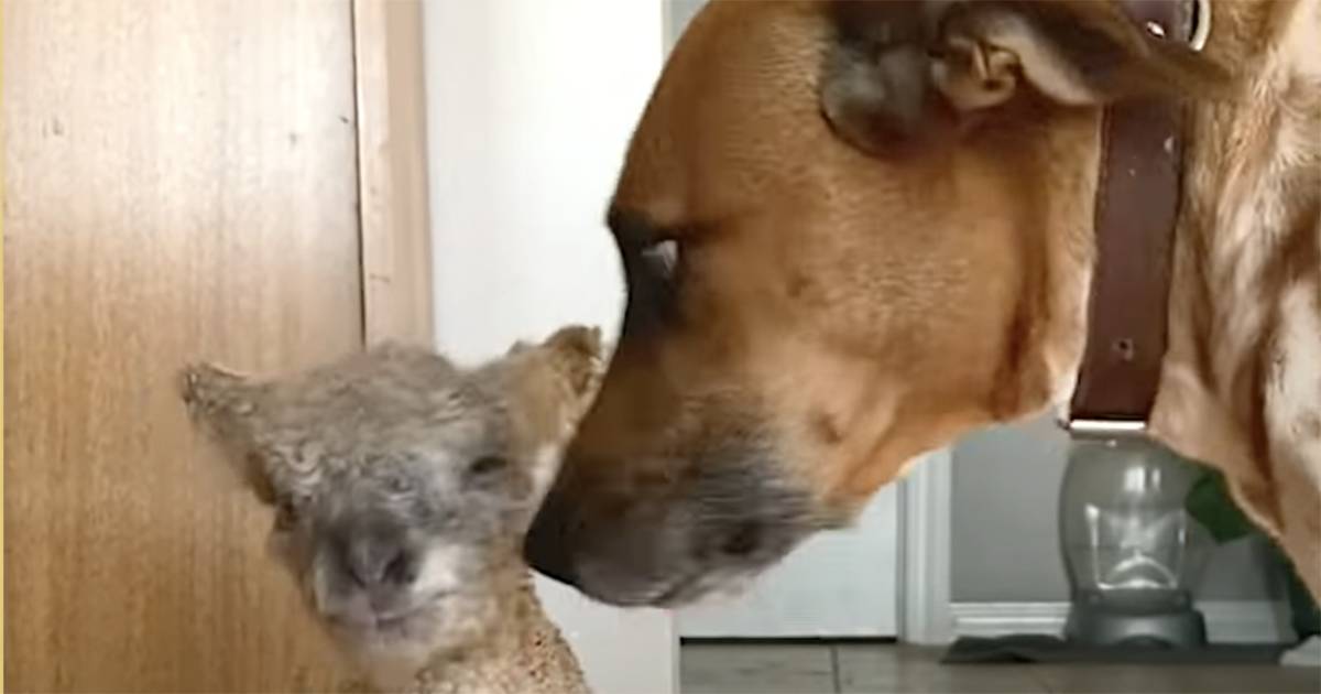 Un piccolo agnellino viene adottato da un cane: il video è tenerissimo