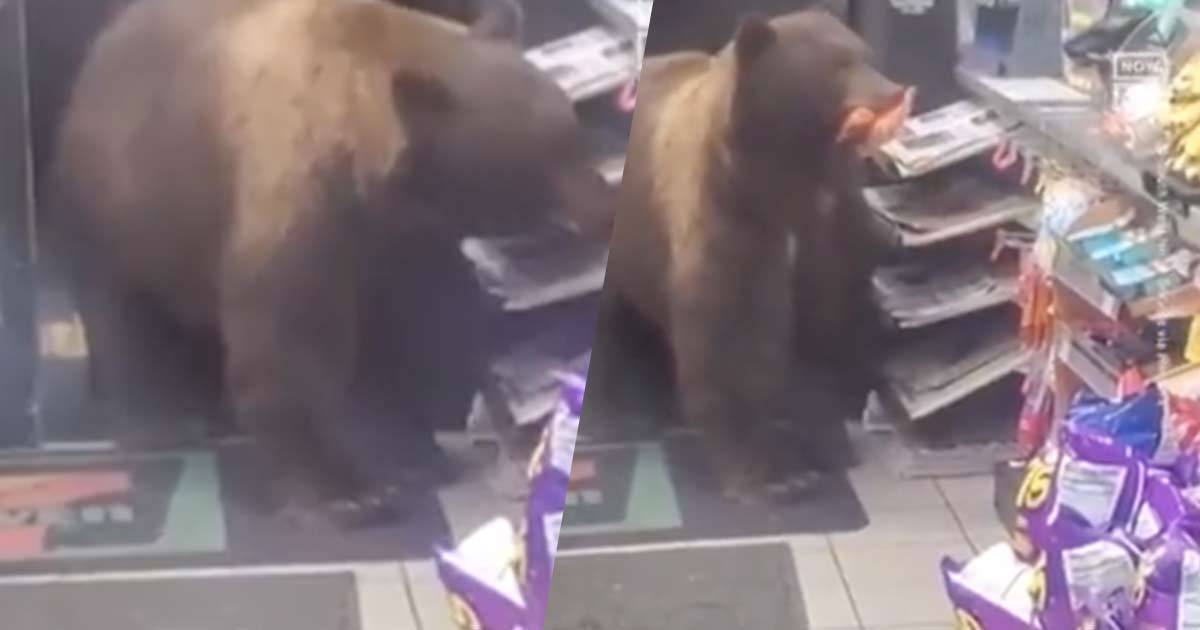 Lorso goloso entra nel minimarket per fare scorta di snack il video diventa virale