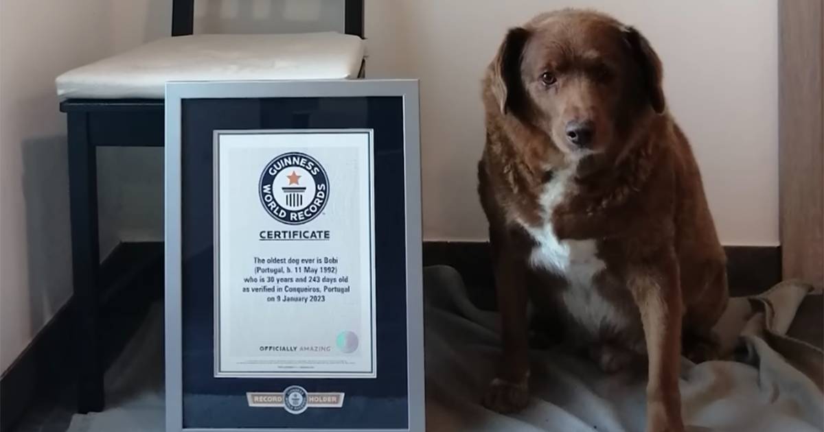 Guinness World Record per Bobi che ha 30 anni: veterinario spiega come "allungare" la vita ai cani