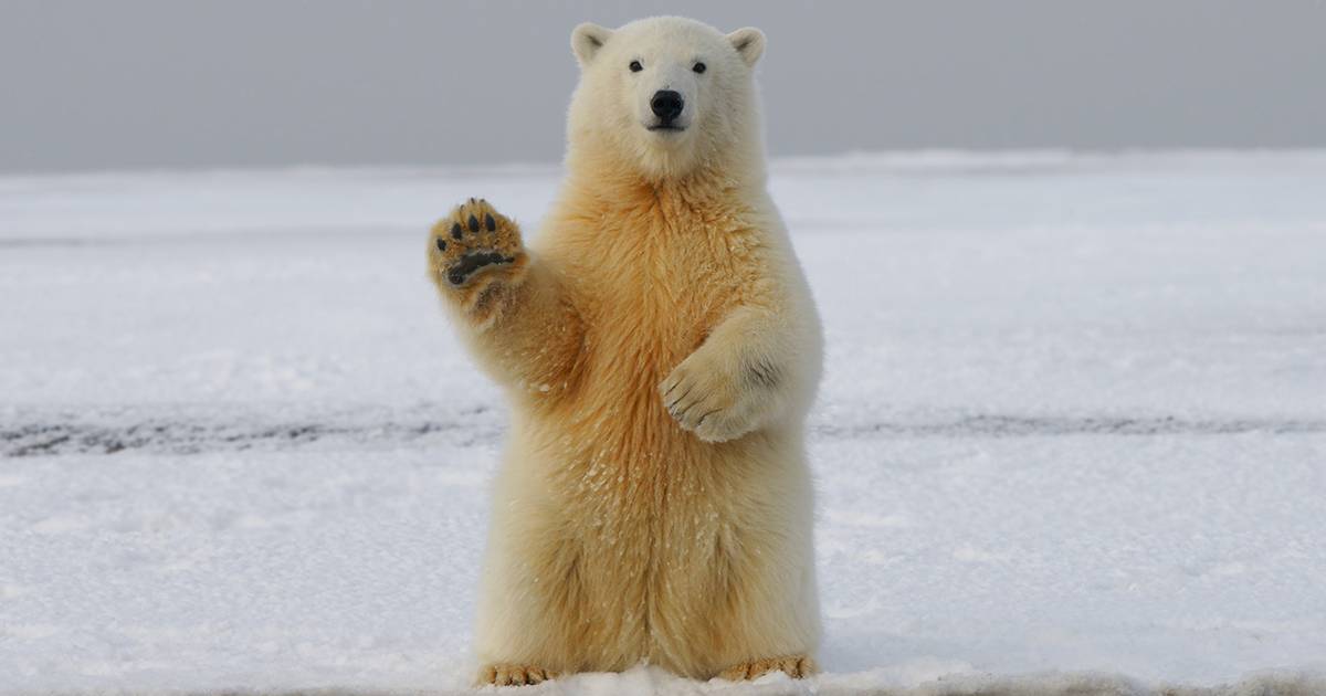 Giornata Mondiale dell’Orso Polare: solo 26.000 esemplari rimasti