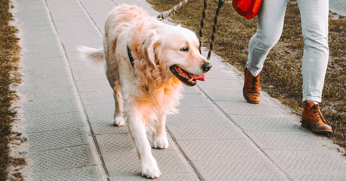 I musei civici di Venezia diventano dog friendly: l’iniziativa per gli amici a 4 zampe