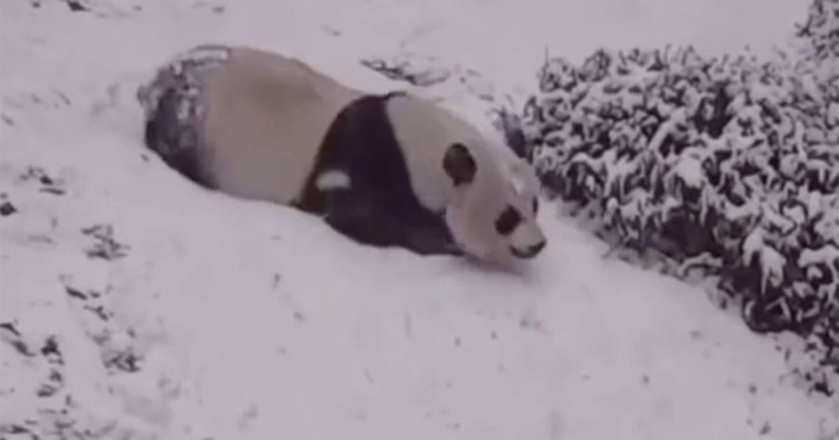 Siete di cattivo umore? Guardate questo panda che si diverte nella neve e vi sentirete subito meglio