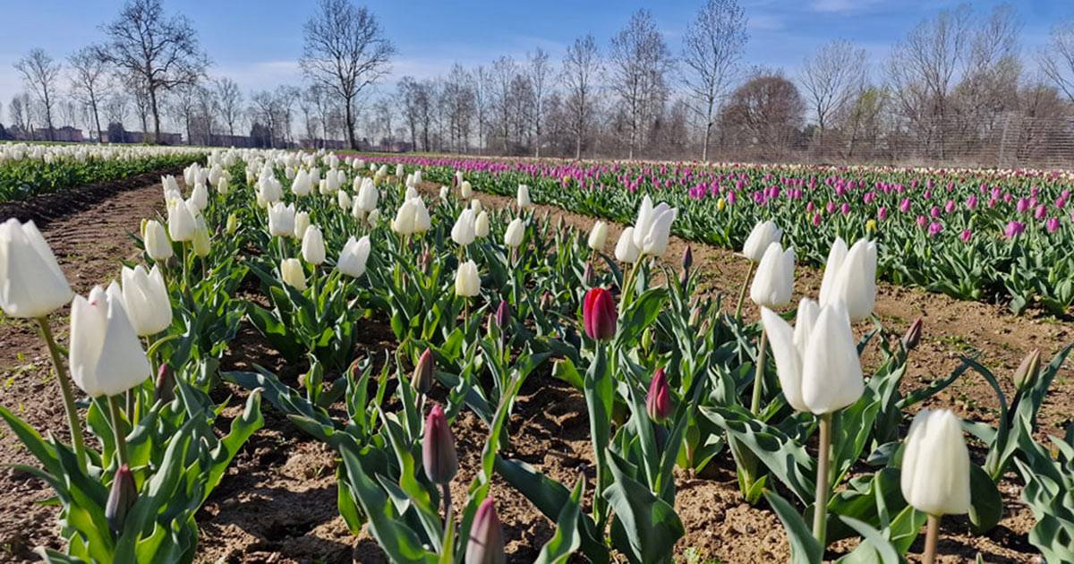 La spettacolare fioritura dei tulipani di Arese: ecco le foto