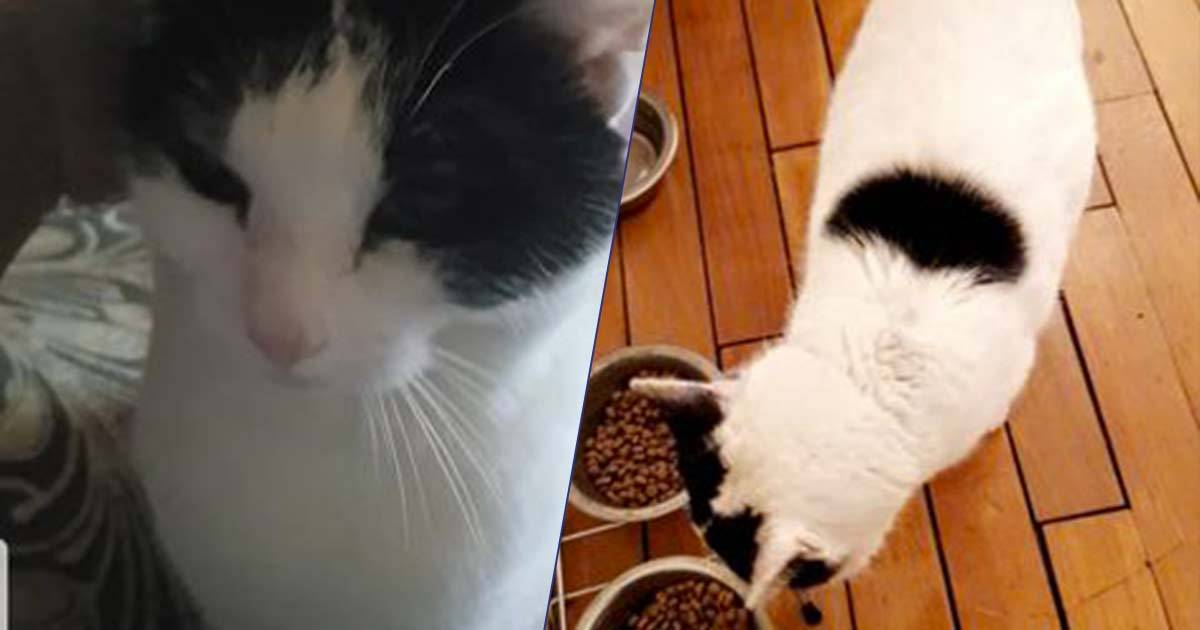 Questa gatta ha ritrovato la via di casa dopo essere sparita per due anni 