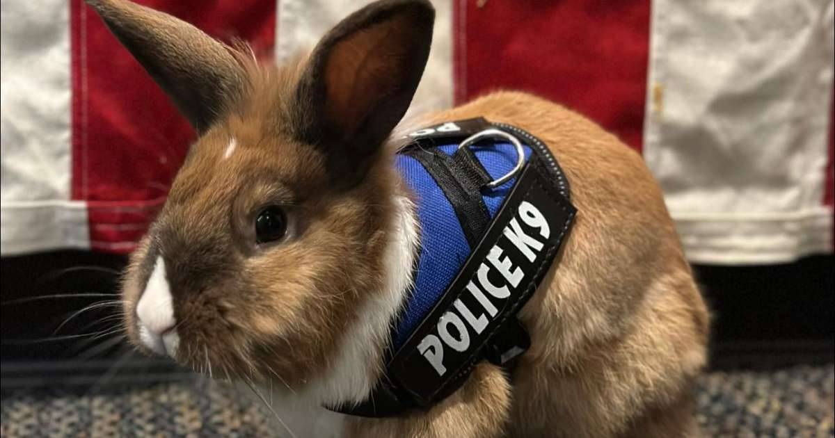 Ecco a voi lufficiale Percy il primo coniglio ad entrare in Polizia
