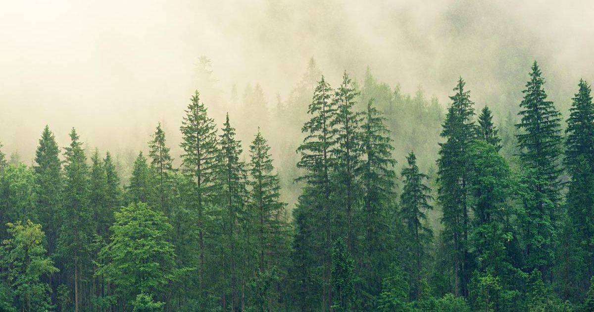 Bisogna investire di pi nella protezione delle foreste