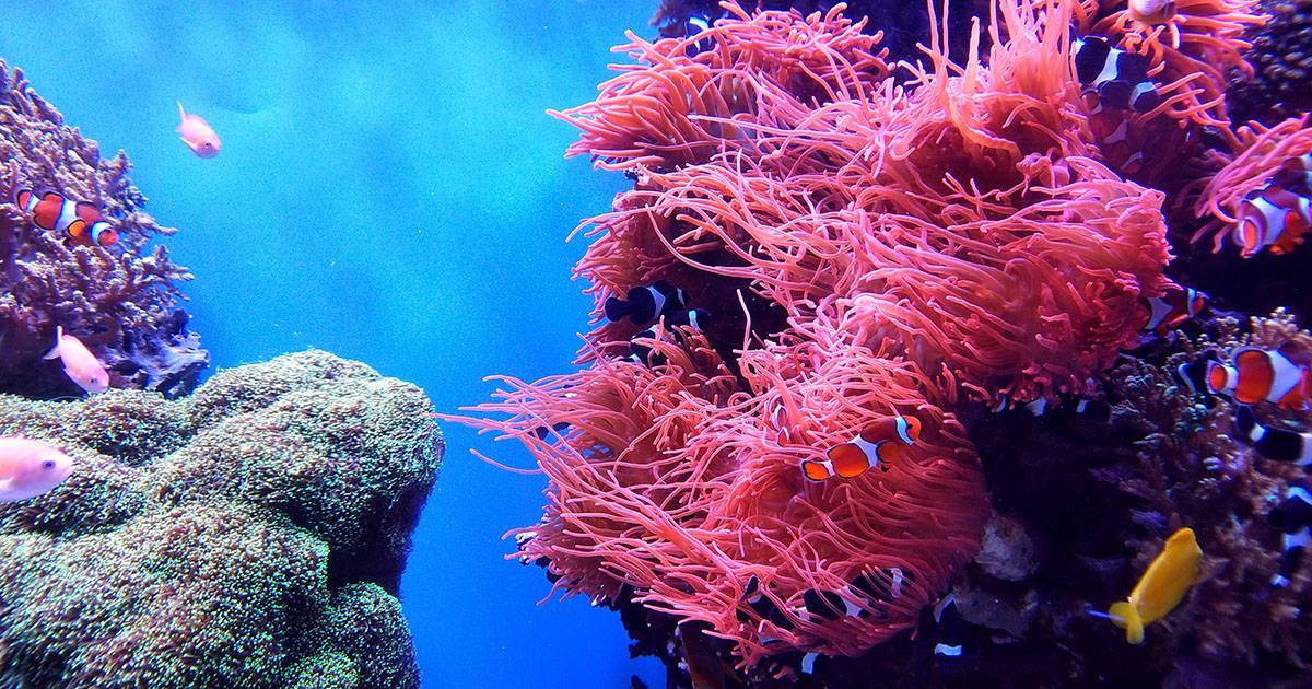 Alle Galpagos  stata scoperta una barriera corallina brulicante di vita