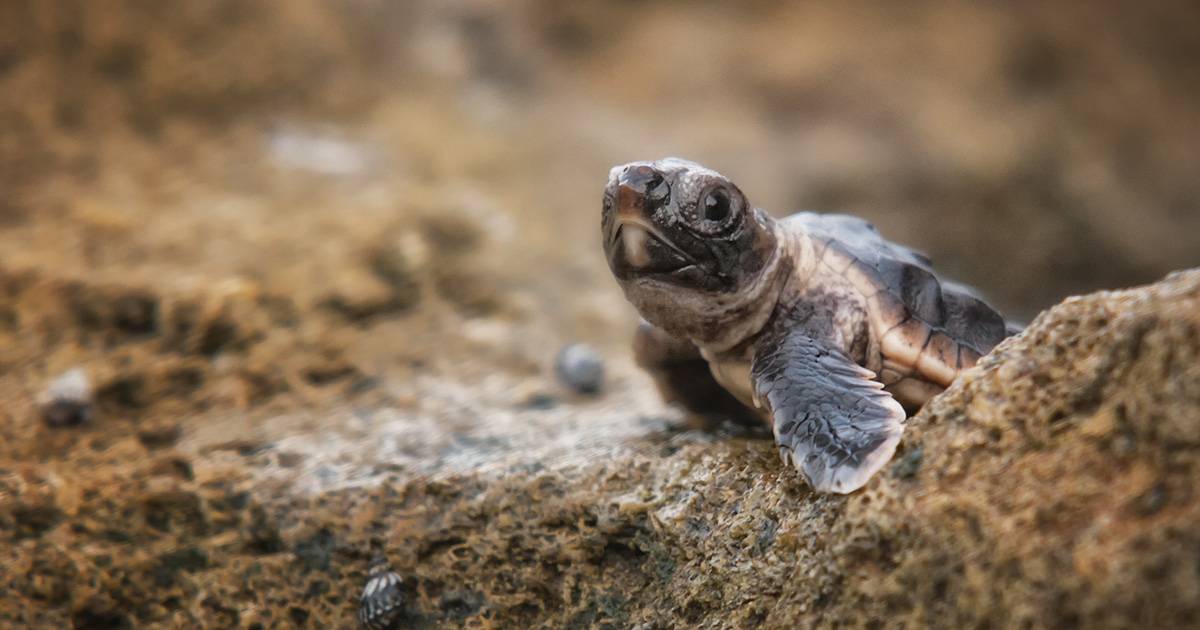 Sul litorale del Lazio sono nate tantissime tartarughine Caretta caretta il video della schiusa