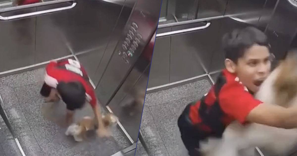 Bambino eroe salva il cane incastrato nellascensore il video