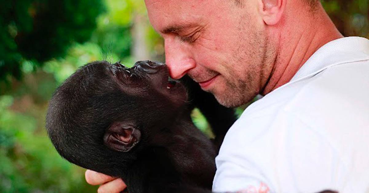Guardiano dello zoo salva la vita al cucciolo di gorilla il loro legame  commovente