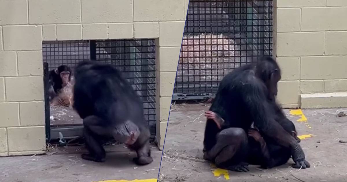Lo scimpanz riabbraccia la madre dopo essere stato in isolamento il video  commovente