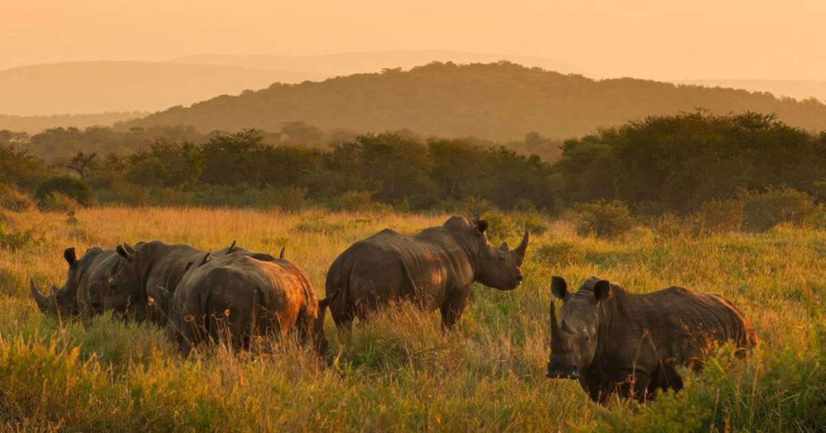 Duemila rinoceronti bianchi cresciuti in allevamento torneranno presto in libert lambizioso progetto di una ONG