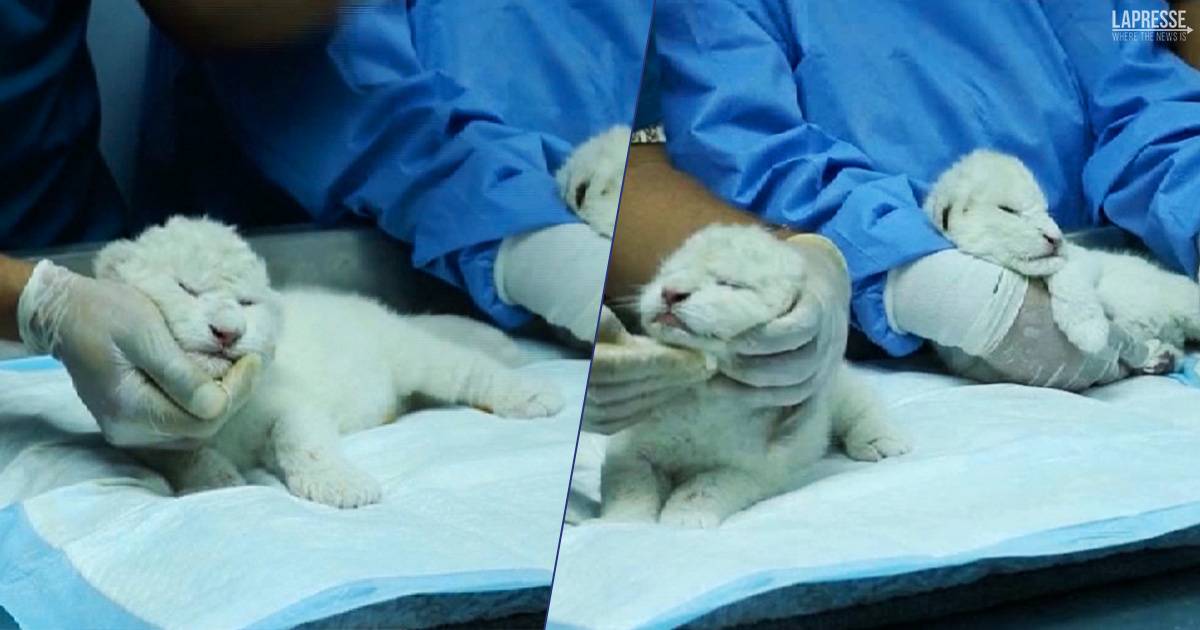 Nati 3 cuccioli di leone bianco allo zoo di Las Delicias nel mondo sono rimasti meno di 200 esemplari