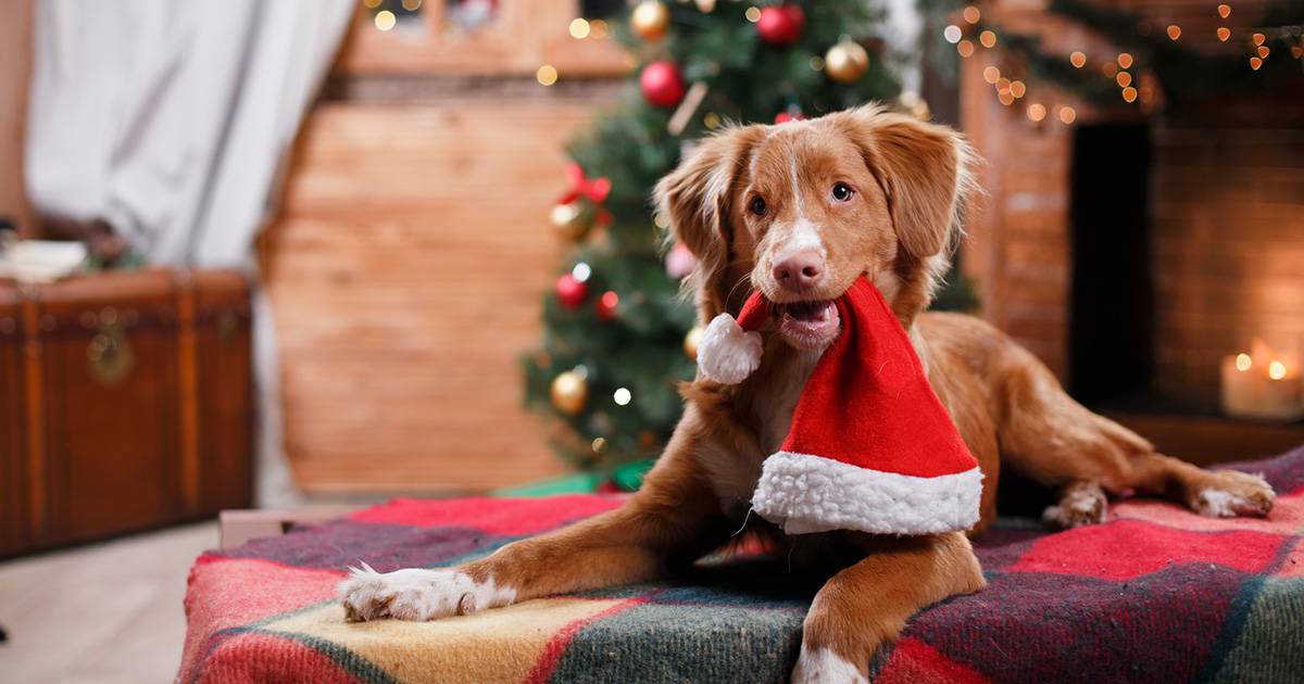 Natale alcune idee per trascorrerlo insieme al proprio cane