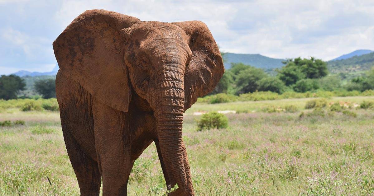 In Kenya  stato avvistato un elefante senza zanne la specie si evolve per proteggersi dai bracconieri