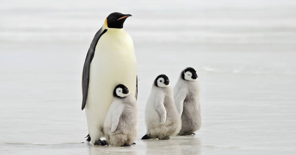 Speranza per il pinguino imperatore trovate quattro nuove colonie