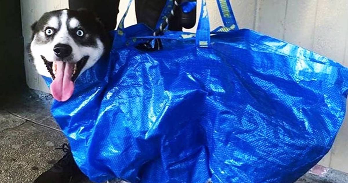 New York: cani in metro solo se possono entrare in una borsa, i padroni diventano creativi