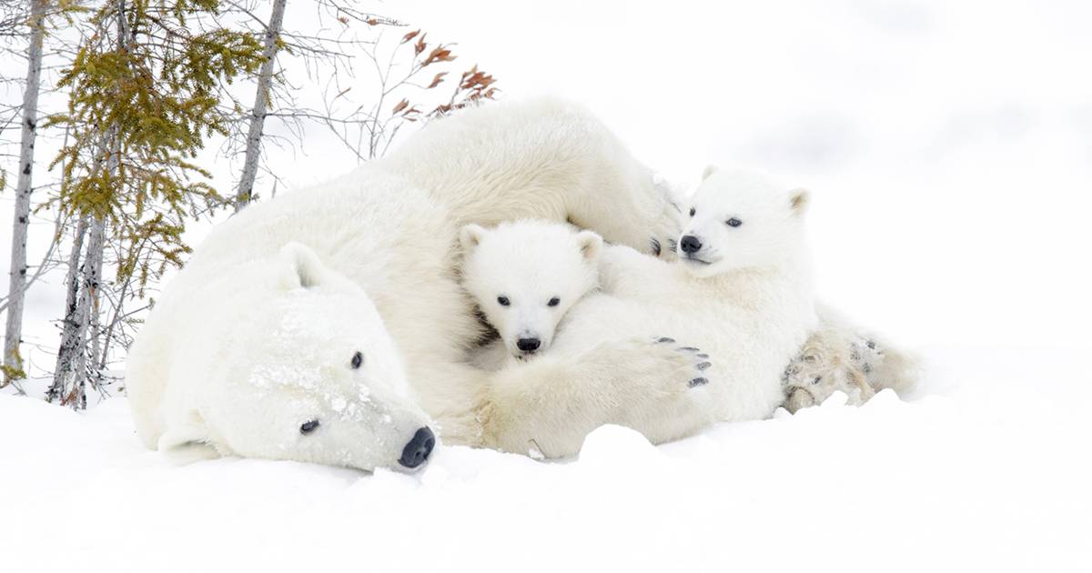 Oggi si celebra la Giornata Mondiale dellorso polare lo splendido mammifero delle nevi che dobbiamo proteggere