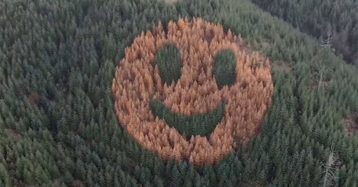 Ogni anno in questo bosco compare uno smile gigante: l’idea è geniale