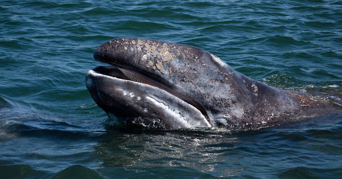 Data per estinta nellAtlantico da 200 anni una balena grigia  stata avvistata il video