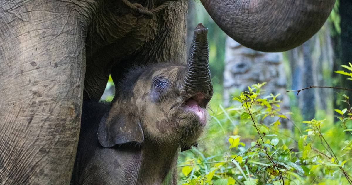 Vittoria per gli elefanti selvatici in Bangladesh vietata la loro adozione per allevarli in cattivit