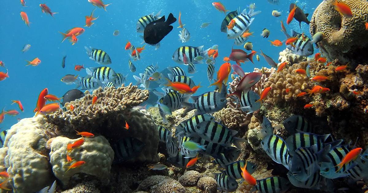In Indonesia in quattro anni sono state ripristinate le barriere coralline distrutte