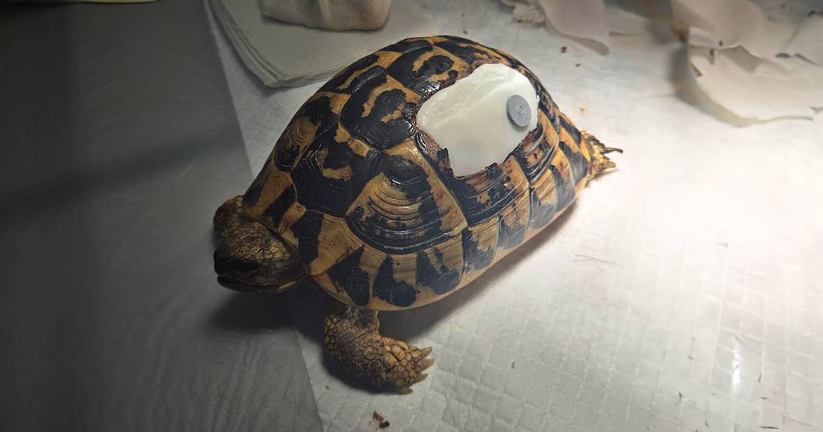 In Puglia una tartaruga di terra ferita è stata salvata con una corazza 3D stampata su misura