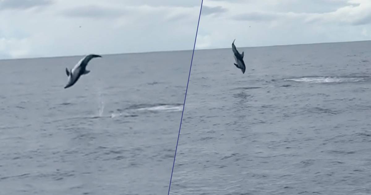 Salti spettacolari le acrobazie di questo delfino sono incredibili ecco il video