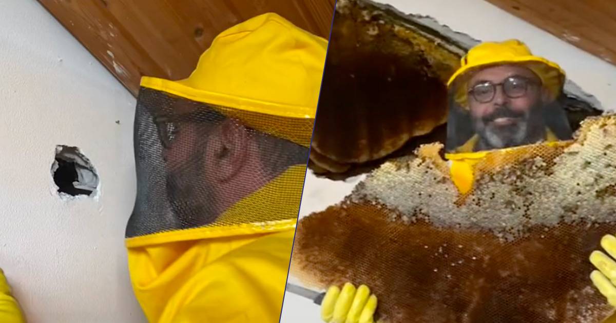 Roma letologo Andrea Lunerti trova dentro casa un nido di 100mila api