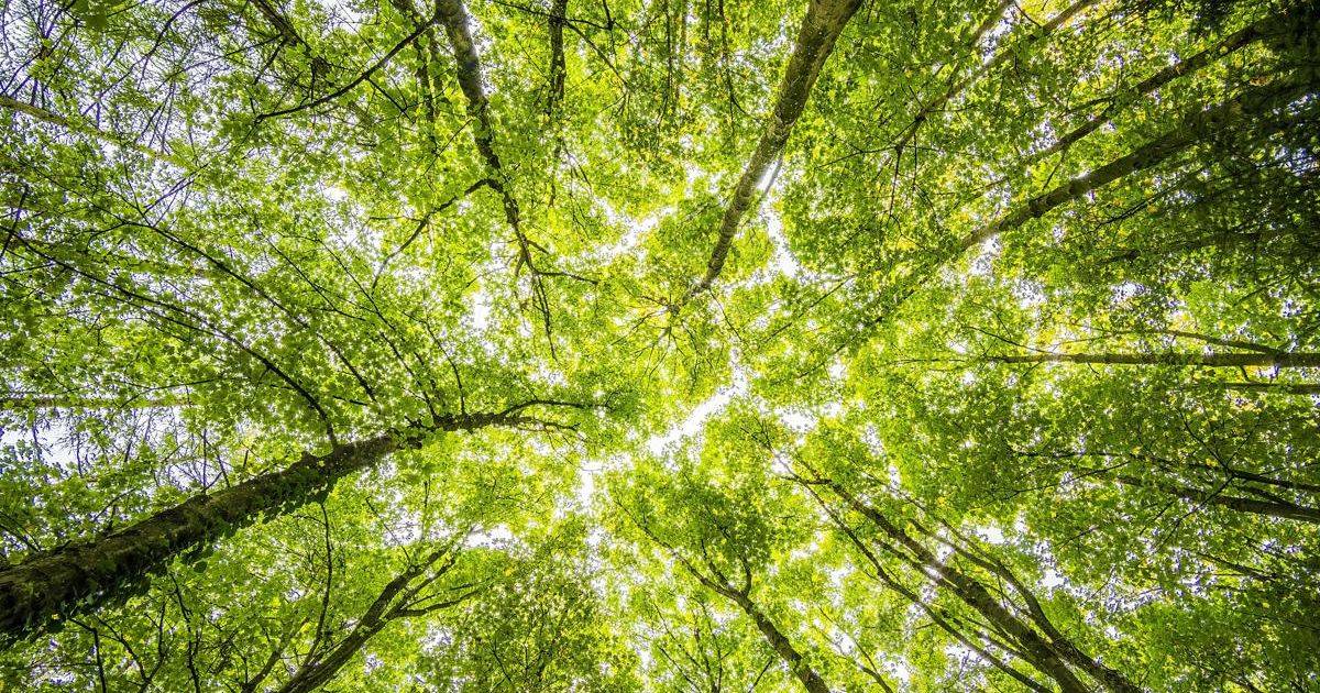 Piantare alberi nel modo giusto la scienza in soccorso del policymaking