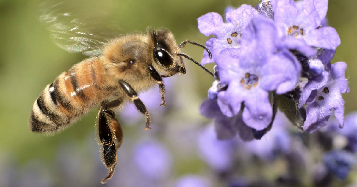 Buona notizia per la Natura dopo 20 anni di declino le api sono tornate ai massimi storici
