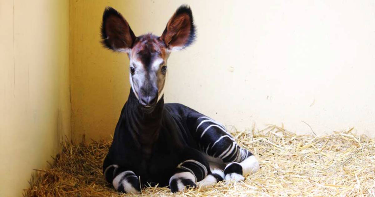  nato in Italia un cucciolo di okapi speranza per la specie a rischio estinzione