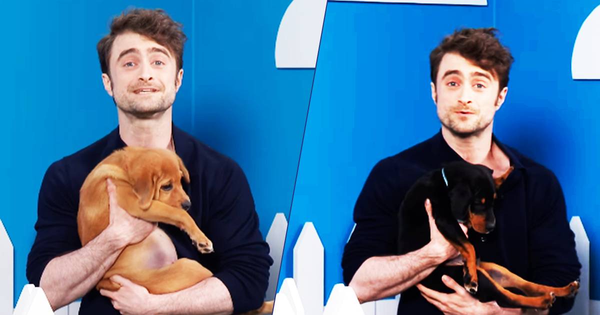 Daniel Radcliffe amante degli animali in TV aiuta i cuccioli a trovare casa