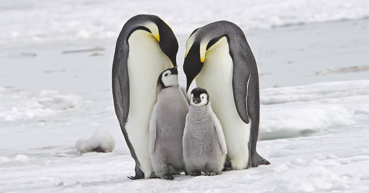 Giornata Mondiale del Pinguino celebriamo insieme questo splendido animale