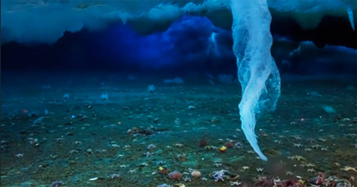 NellOceano Antartico avviene il fenomeno del dito della morte il video  da brividi