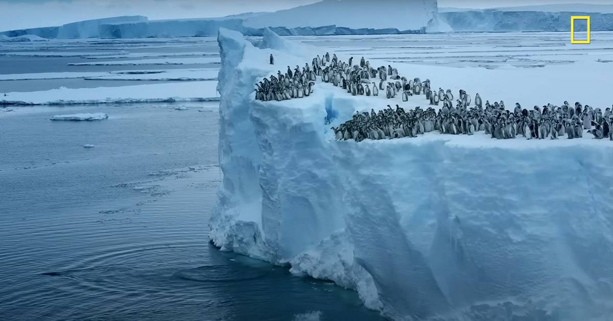 Centinaia di pinguini si tuffano da una scogliera il video rivela il loro comportamento segreto